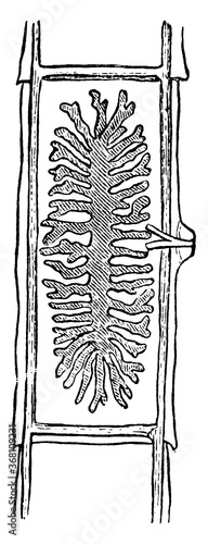 Tape-worm, vintage illustration.