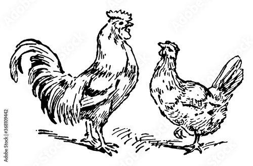 Rooster and Hen or Gallus domesticus, vintage illustration.