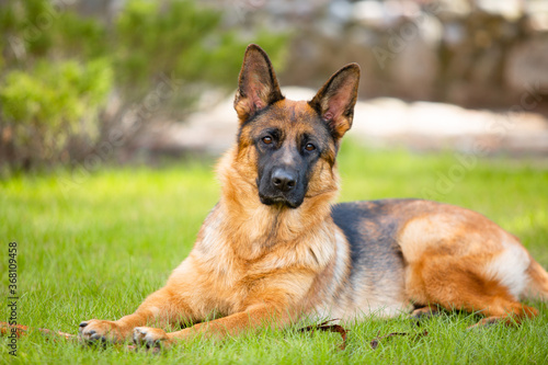 German shepherd lying on the grass in the park. Portrait of a purebred dog. © Cloudbursted