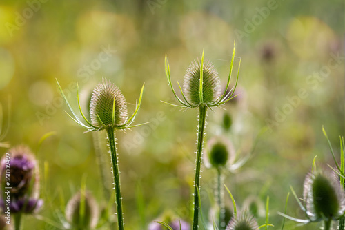 Close up of back lit Teasels with spiky flower head and purple flowers