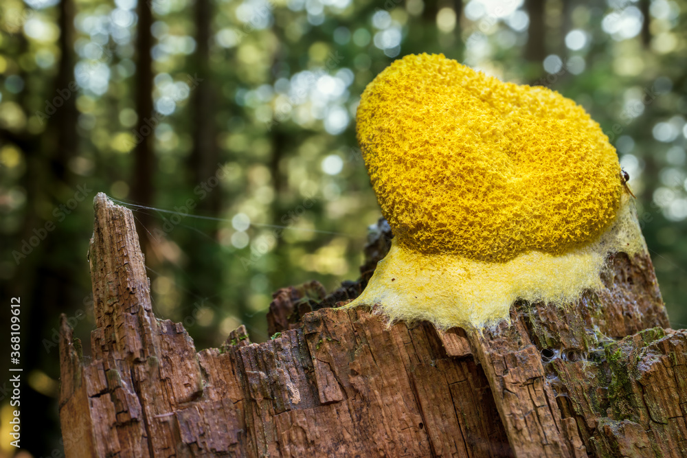 Bright yellow foaming fungus on wood stump. Known as Dog vomit fungus