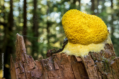 Bright yellow foaming fungus on wood stump. Known as: Dog vomit fungus, dog vomit slime mold, scrambled egg slime or flowers of tan. (Fuligo septica). Grows in moist shaded areas. Soft background. photo