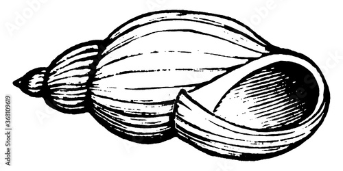 Snail Shell, vintage illustration.