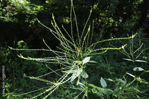 Close-up of the plant.