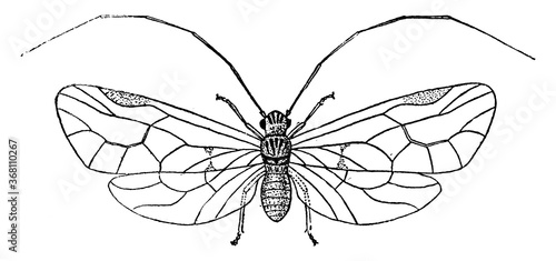 Book louse, vintage illustration.