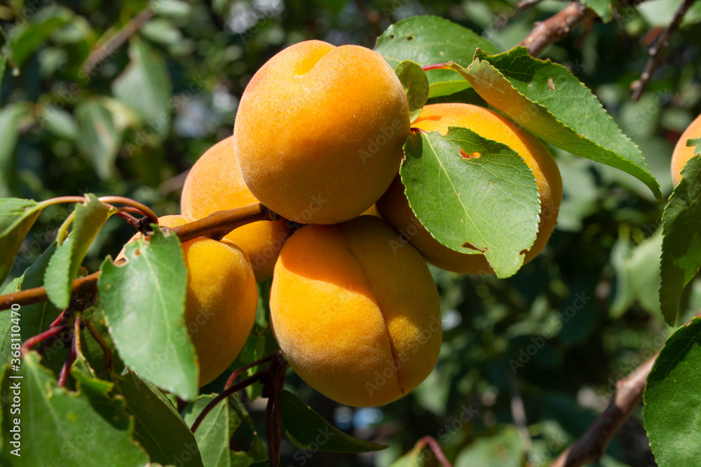The fruits of a delicious apricot on a branch with green leaves.