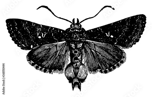 Plusia Moth, vintage illustration. photo