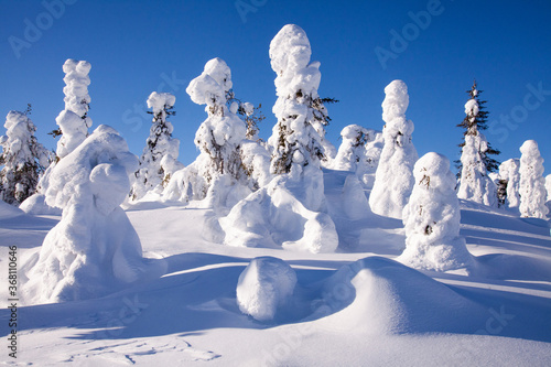 Snow covered trees on a Iivaara hill near Kuusamo on a beautiful sunny winter day, Northern Finland. 