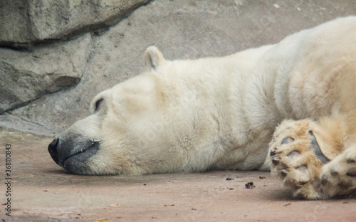 Polar bear in zoo, Moscow, Russia