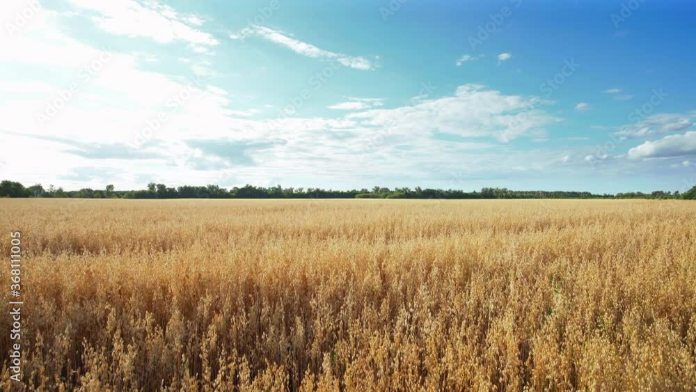 View of an agricultural field after harvesting ripe rye, Ukraine View of an agricultural field after harvesting ripe rye, Ukraine