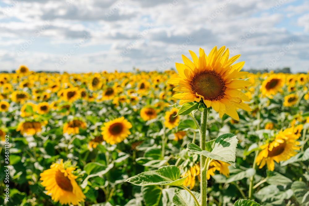 Sunflower in a field of sunflowers under blue sky and beautiful clouds in an agricultural field Sunflower in a field of sunflowers under blue sky and beautiful clouds in an agricultural field