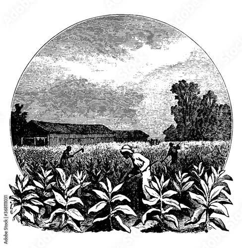 Tobacco field, vintage illustration.