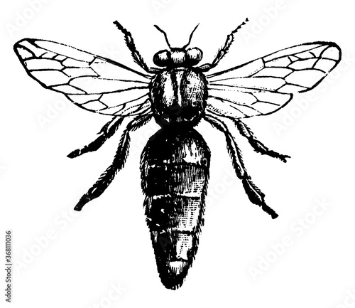 Queen Bee, vintage illustration.