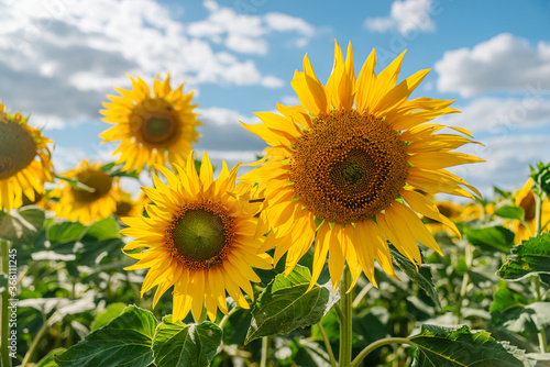 Sunflower in a field of sunflowers under blue sky and beautiful clouds in an agricultural field