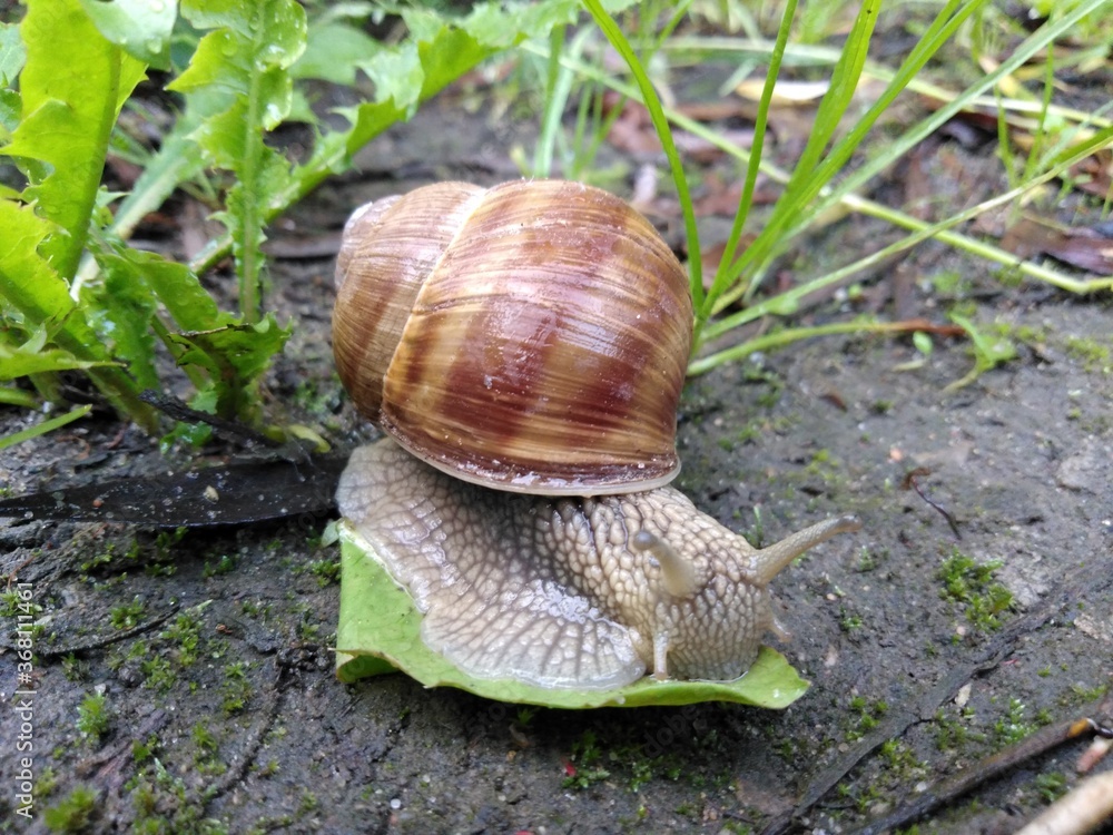 Ślimak winniczek Ślimak winniczek