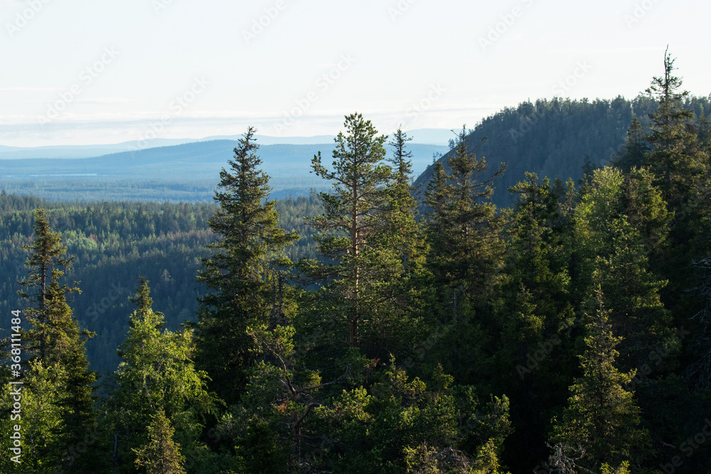 View of summery taiga forest with hills and mountains shot from Valtavaara hill near Kuusamo, Finnish nature, Northern Europe. 
