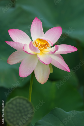 Pink Lotus  Nelumbo  flowers in the water. Lotus close-up. Pink lotuses are delicate and beautiful flowers  a sacred plant.