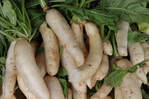 White Radish Vegetable Market Food Images & Pictures 