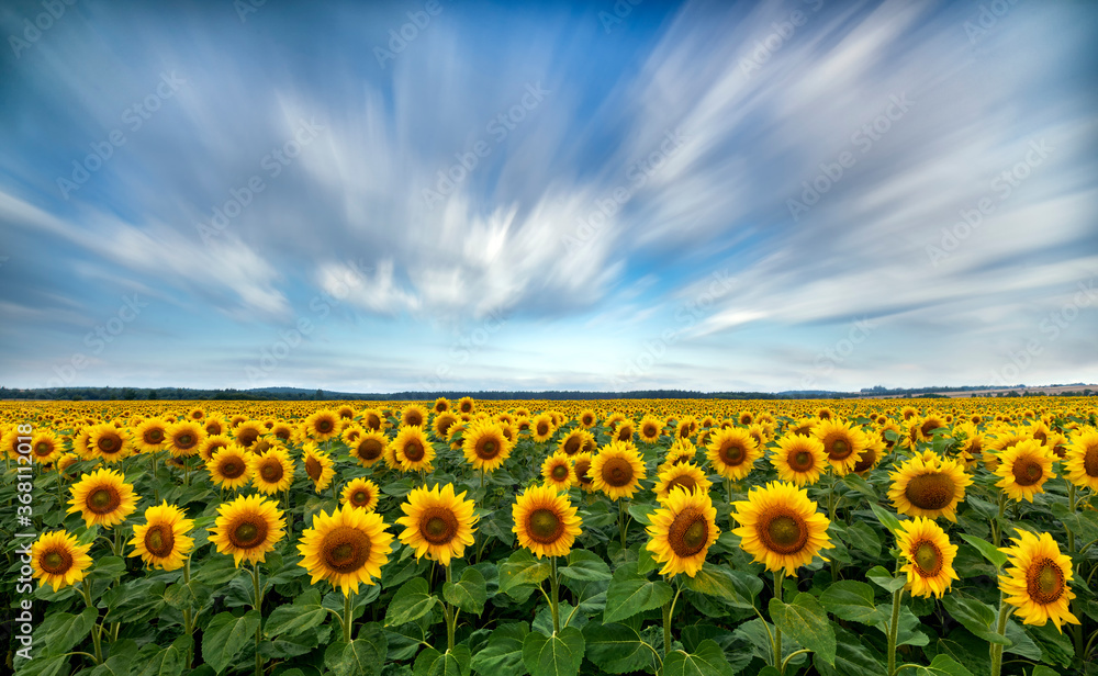 Fototapeta premium Beautiful summer day over sunflower field