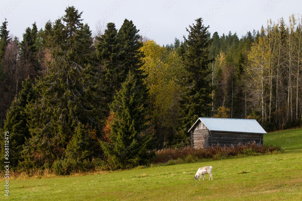 Domestic Reindeer eating on an autumnal pasture in Northern Finland. 