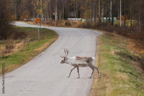 Domestic Reindeer crossing a road in autumn in Lapland, Northern Finland photo