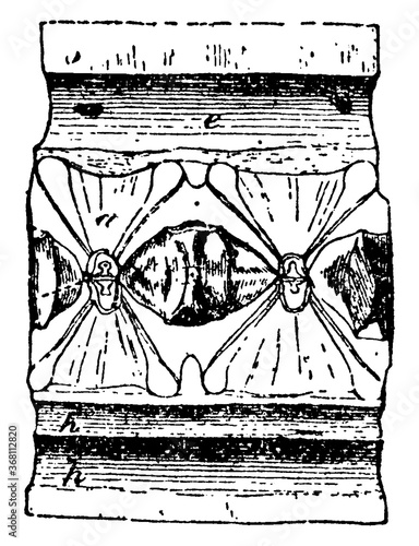 Shark Vertebra or Selache mazima, vintage illustration.