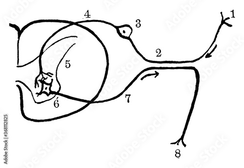 Nerve Reflex Arc, vintage illustration.