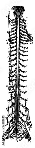 The Spinal Cord, vintage illustration.
