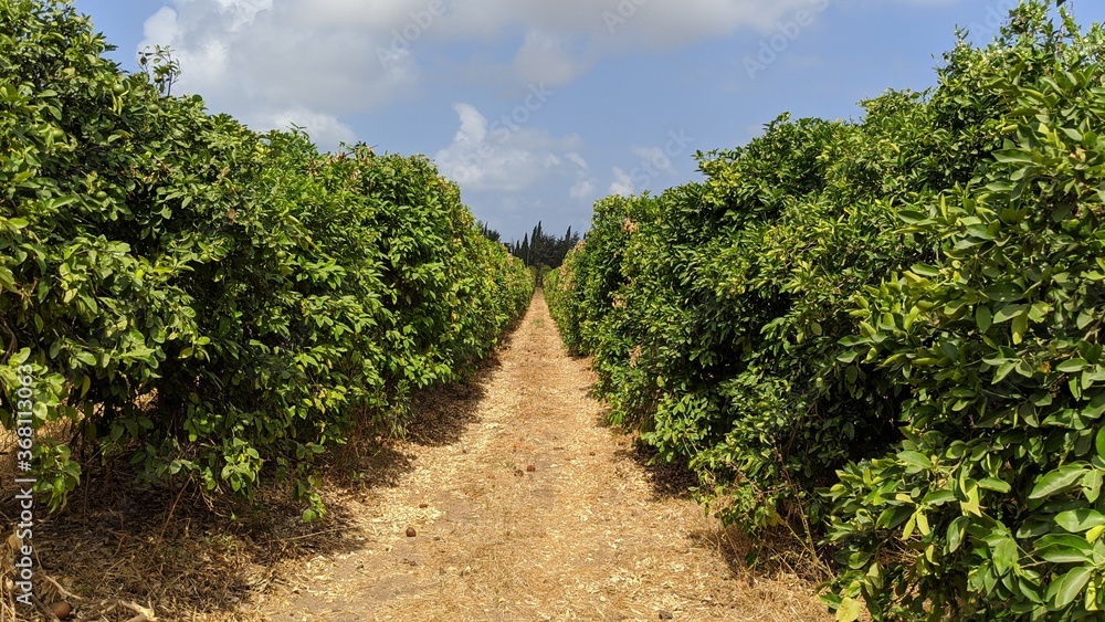 Grove walkway between rows of trees outdoor summer path Grove walkway between rows of trees outdoor summer path