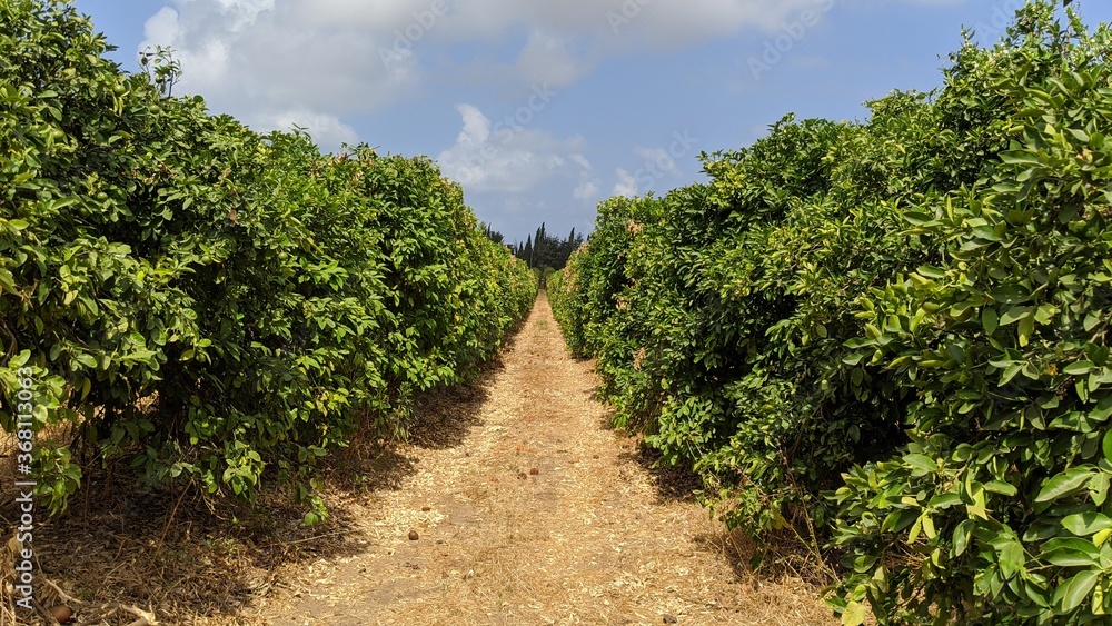 Grove walkway between rows of trees outdoor summer path