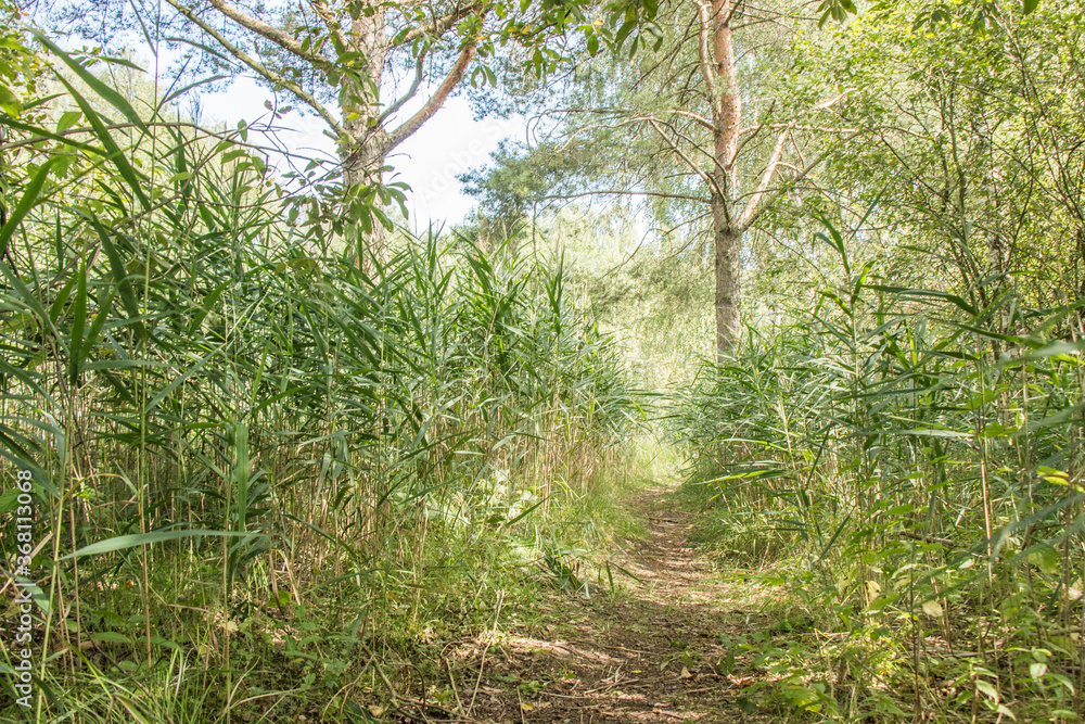 Path near lake banks, Moscow region, Russia Path near lake banks, Moscow region, Russia