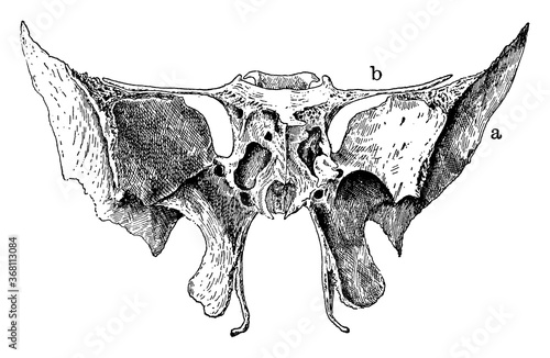 Sphenoid Bone of the Human Skull, vintage illustration.