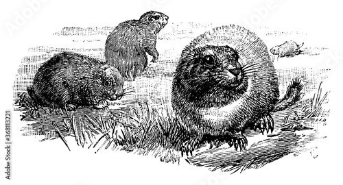 Prairie Dogs, vintage illustration.
