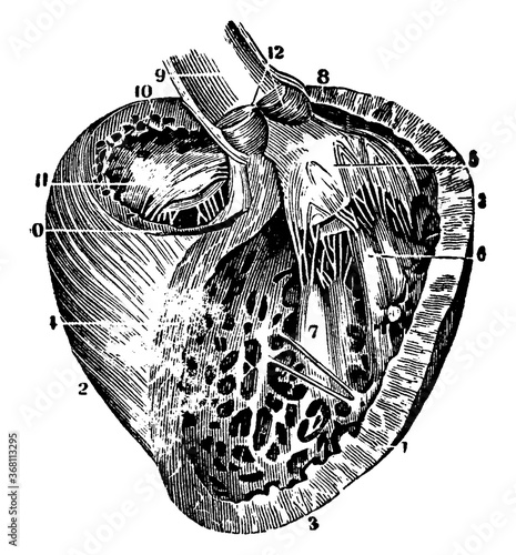 Left Ventricle of the Heart, vintage illustration.