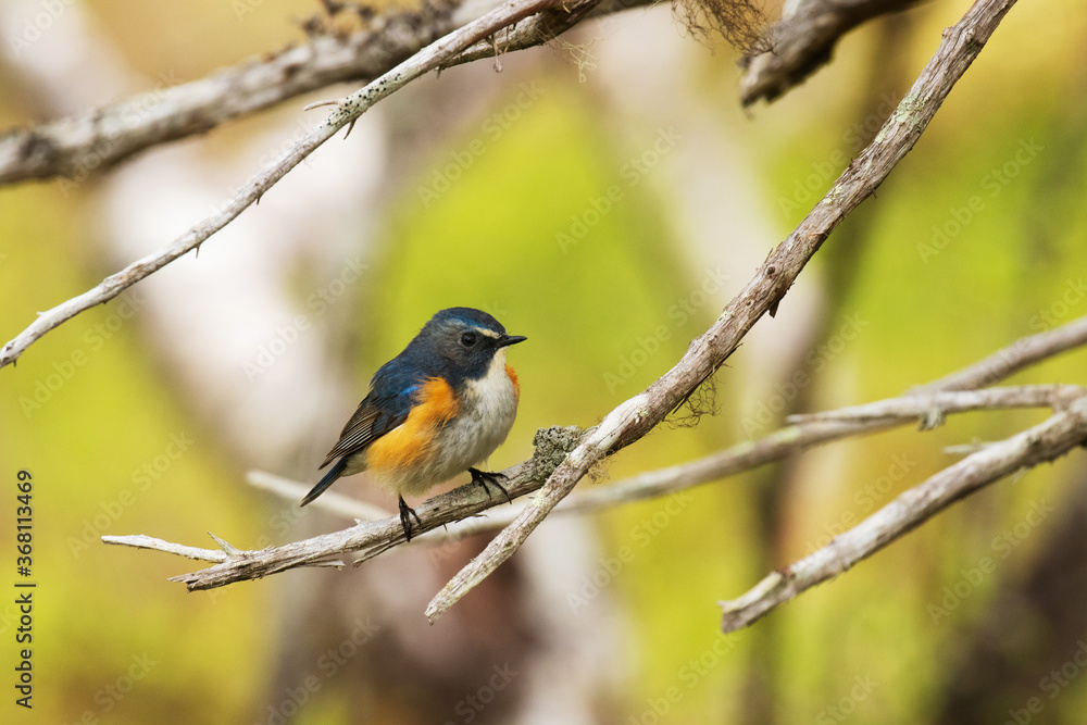 Beautiful and colorful Red-flanked bluetail (Tarsiger cyanurus) in the middle of fresh and lush Finnish taiga forest near Kuusamo, Northern Europe. 