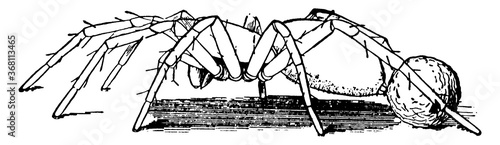 Spider, vintage illustration.