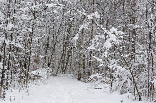 Zima, Winter, Biały puch na drzewach w zimie, Krajobraz
