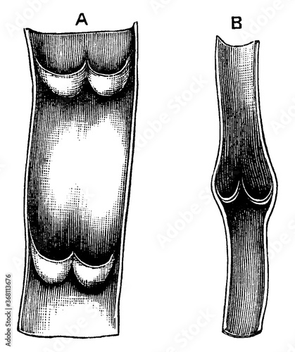 Vein, vintage illustration.