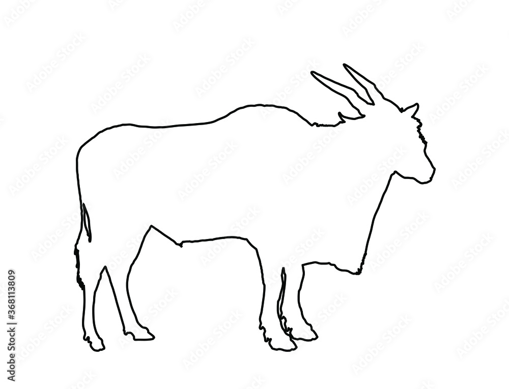 Wild male antelope vector isolated on white background. Common eland line contour, or Southern eland, or Eland antelope. Taurotragus oryx portrait in natural habitat. Zoo attraction from Africa. Wild male antelope vector isolated on white background. Common eland line contour, or Southern eland, or Eland antelope. Taurotragus oryx portrait in natural habitat. Zoo attraction from Africa.
