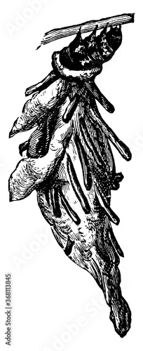Bagworm or Thyrtdopteryx ephemeraeformis, vintage illustration.