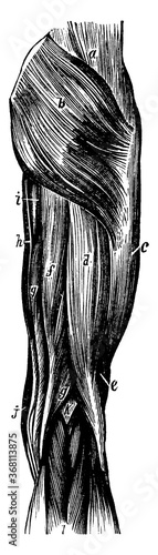 Muscles of the Thigh, vintage illustration.