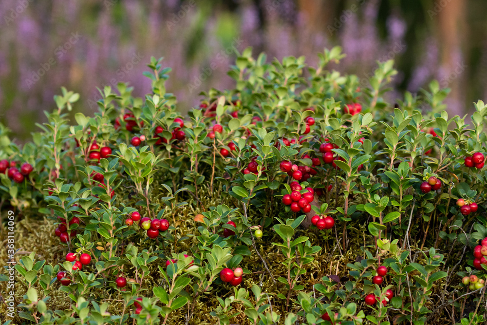 Lingonberries, Vaccinium vitis-idaea, in old boreal forest as edible nature berries, in Estonian nature, Northern Europe. 