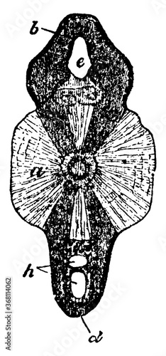 Shark Vertebra or Selache mazima, vintage illustration.