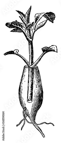 Root-Grafting, vintage illustration.