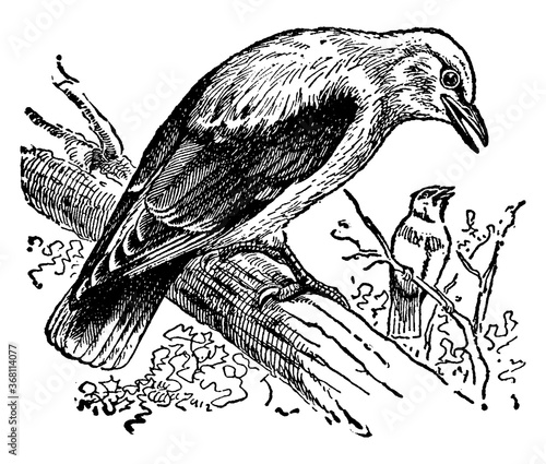 Oriole or Icterus galbula, vintage illustration.