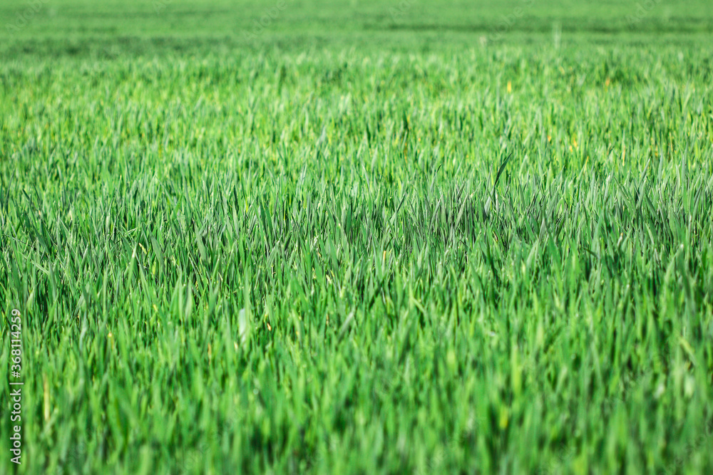 Green field of young rye
