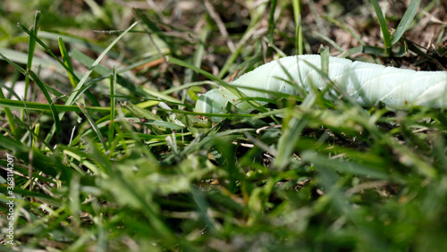 Une chenille sphinx du saule dans le gazon photo