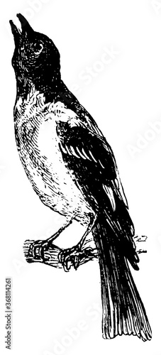 Oriole, vintage illustration.