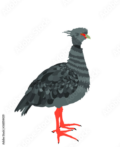 Southern screamer bird vector illustration isolated on white background. Chauna torquata. Chaja or crested screamer, big gray bird from Southern America.