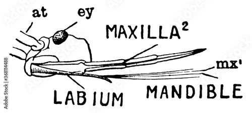 Stink Bug Head, vintage illustration.